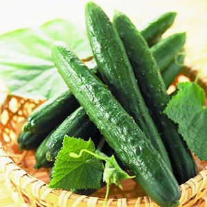 Hạt giống dưa chuột Nhật Bản - Dưa chuột kiếm