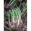 gốc hẹ giống trồng lấy lá ăn (2kg gốc hẹ giống 120.000₫)