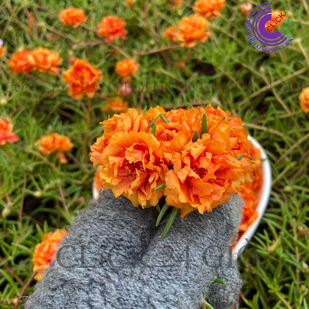 Cành Giống Hoa Mười Giờ Thái Kép MÀU CAM ĐẬM Cành Tơ Siêu Khỏe Ra Rễ Sau 3 Ngày  MM Market