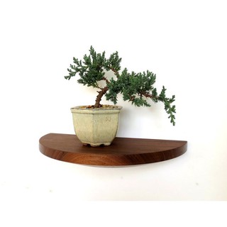 01 kệ treo tường trang trí nửa hình tròn đường kính 30 cm gỗ thông kệ để đồ giá sách