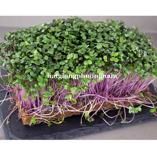 Hạt Giống Mầm Củ Cải Đỏ Phương Nam
