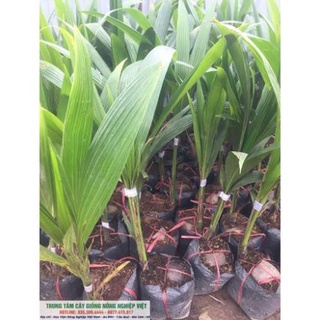 Cây Giống Dừa Lửa .