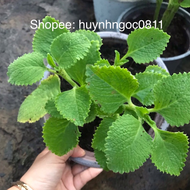 Cây rau tần dày lá/cây húng chanh | Shopee Việt Nam