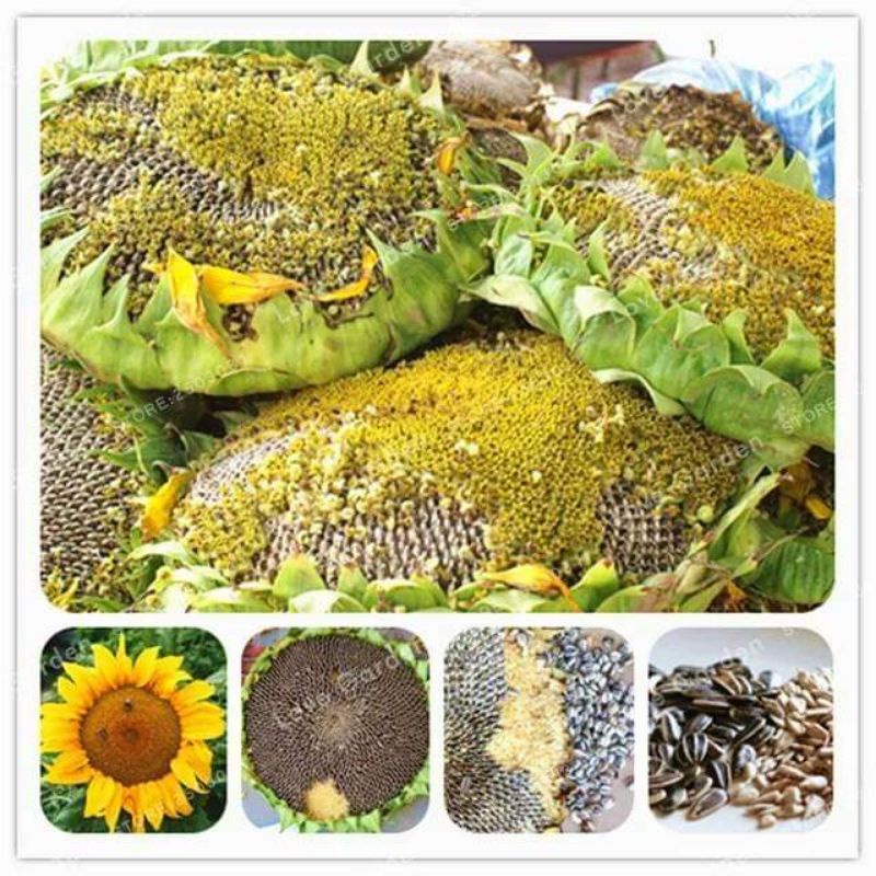 20 hạt giống hướng dương khổng lồ ăn hạt 💥💥 Siêu Nảy Mầm 💥💥 chất lượng cao