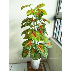 CÂY GIẢ - CÂY MÔN ĐỎ CAO 1.1m