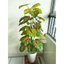 CÂY GIẢ - CÂY MÔN ĐỎ CAO 1.1m