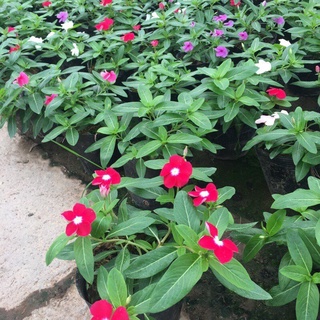 Hạt giống hoa dừa cạn rủ cực kì đẹp nảy mầm trên 90%