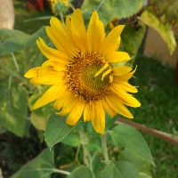 phanletructhao_1109
