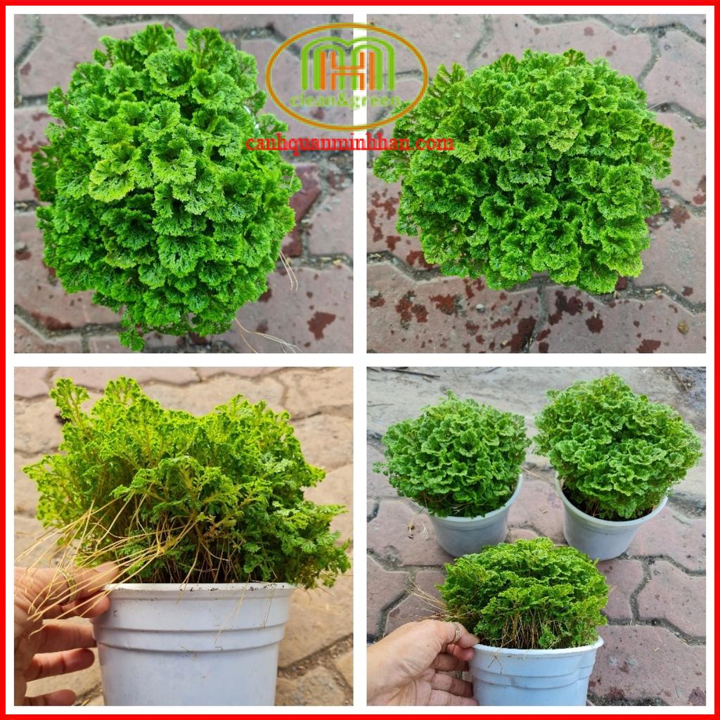 Cây rêu bán cạn trồng hồ bán cạn kính terrarium mini tiểu cảnh, trang ...