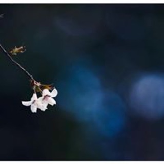 hanhnguyen17121995
