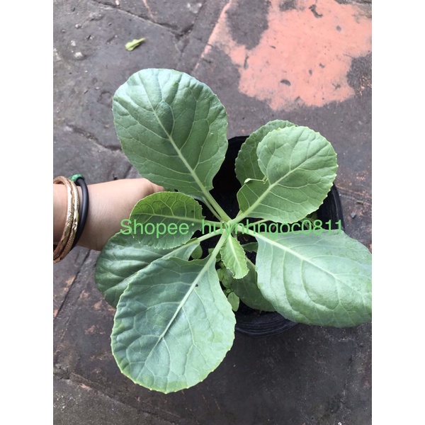 cây rau cải rổ | Shopee Việt Nam