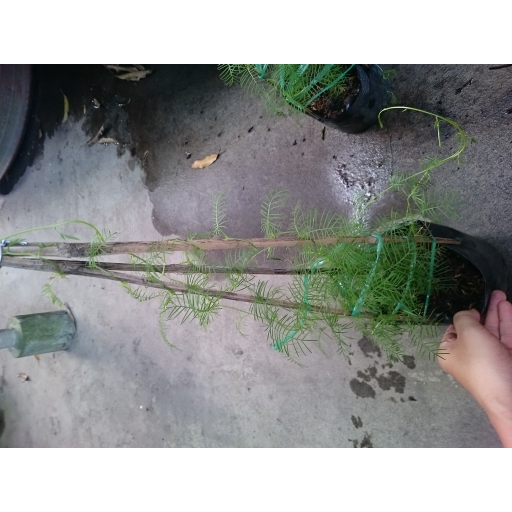 Hoa tóc tiên đỏ dây leo - cây cảnh sân vườn