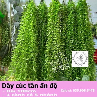 Cúc Tần Ấn Độ Giá Tốt Tháng 8, 2023 | Mua Ngay | Shopee Việt Nam