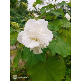 Cây giống hoa phù dung - cây cảnh trong nhà