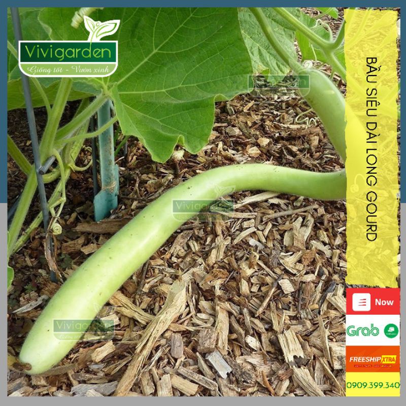 Product image Hạt giống Bầu siêu dài nhập Mỹ Long Gourd quả dài đến hơn 1m có thể trồng quanh năm