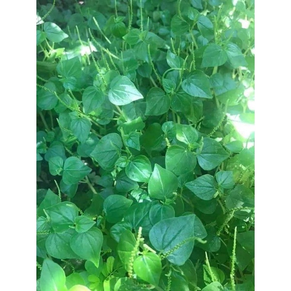 2 gam Hạt Giống Rau Càng Cua 💥 Bao Nảy Mầm☘️ chất lượng cao
