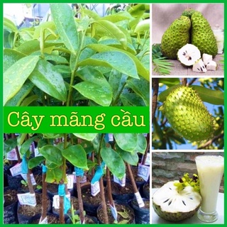 Cây mãng cầu xiêm ( mãng cầu gai) cao 50-70 cm .
