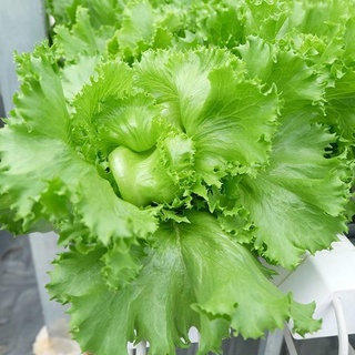 Hạt giống rau xà lách cao sản .