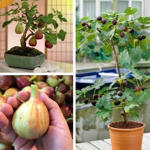 Bộ 10 gói hạt giống sung Mỹ ngọt - Siêu dễ trồng