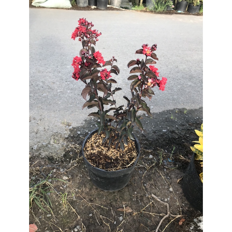 Cây tường vi huyết long - cây cảnh sân vườn