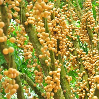 Cây Bòn Bon Thái Quả Vàng .