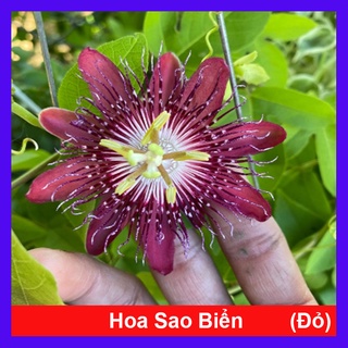 Cây Hoa Sao Biển (Đỏ) - cây cảnh đẹp