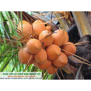 Cây Giống Dừa Lửa .