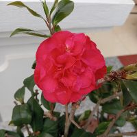 ruabap27_08