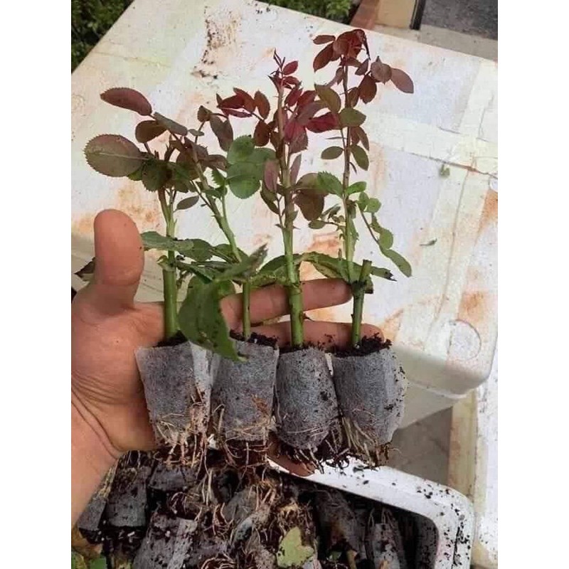 Combo 5 CÂY GIỐNG HỒNG BẦU ĐỦ MÀU MUA TỪ 5 CÂY TẶNG KÈM PHÂN