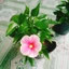 Cây Hoa Dâm Bụt Hồng Viền Trắng - cây cảnh đẹp