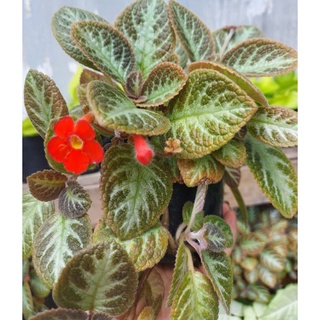Cây Episcia/cây ấm kiếm