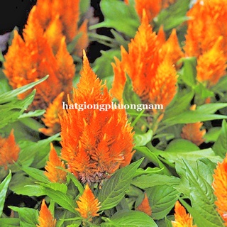 10 Hạt - Hạt Giống Hoa Mào Gà Lửa Cam Lùn F1 Phương Nam