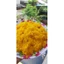 1KG CHÀ BÔNG GÀ HOÀNG KIM_PHONG TRẦN FOOD