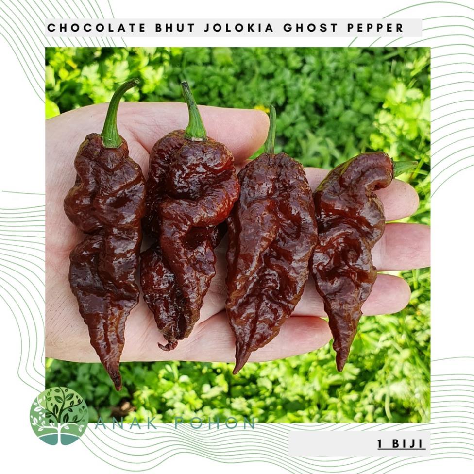 Hạt giống Ớt Socola Bhut Jolokia Choco Socola Ghost Pepper Seeds - NHẬP ...