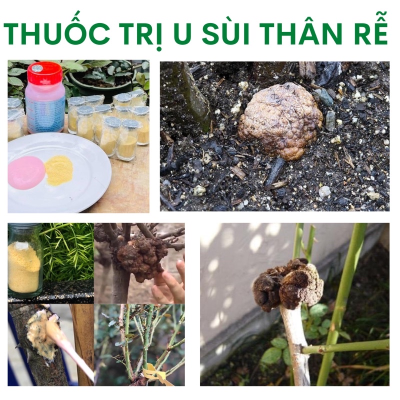 U SÙI THÂN RỄ | Shopee Việt Nam