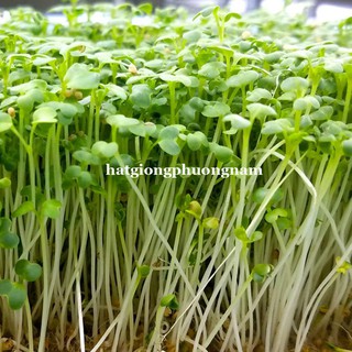 Hạt Giống Mầm Củ Cải Trắng Phương Nam