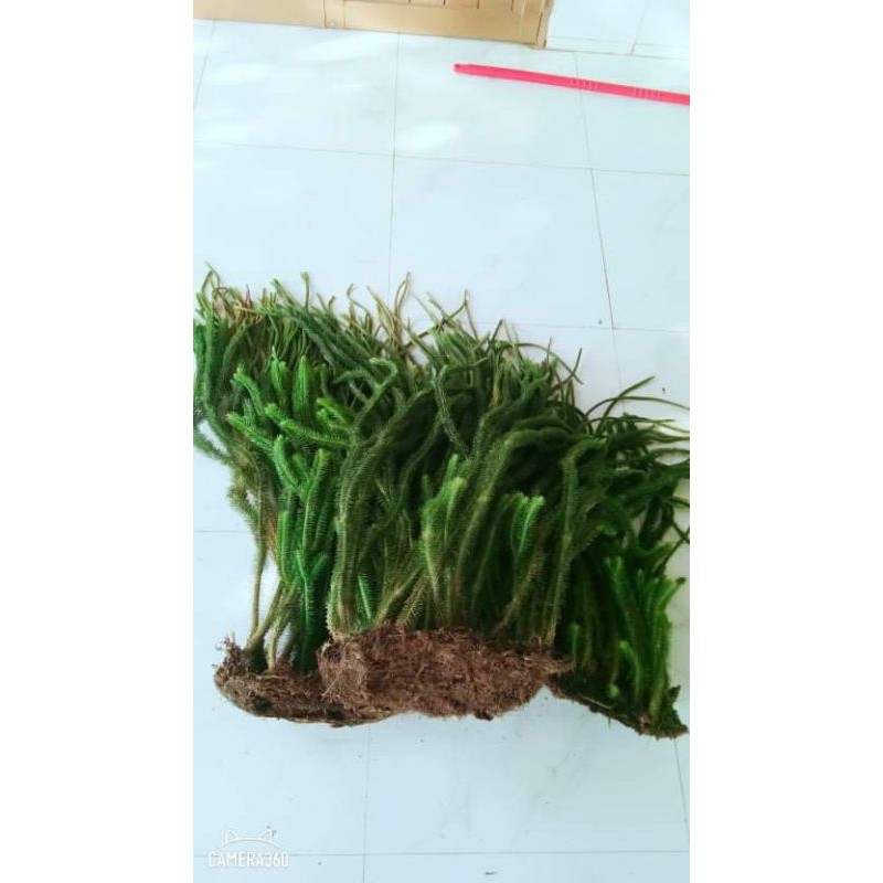combo râu rồng | Shopee Việt Nam