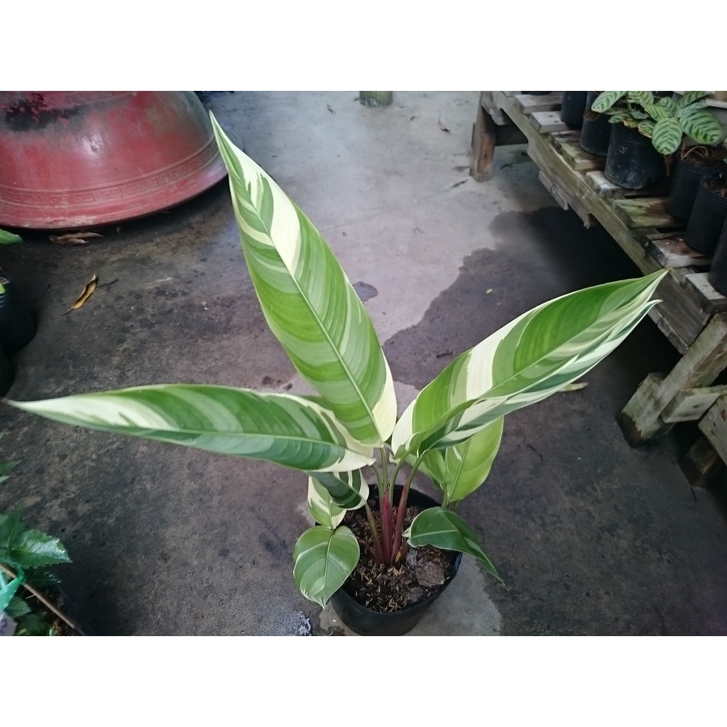 chuối Thiên Điểu Cẩm Thạch (loại siêu bông) - cây cảnh trong nhà