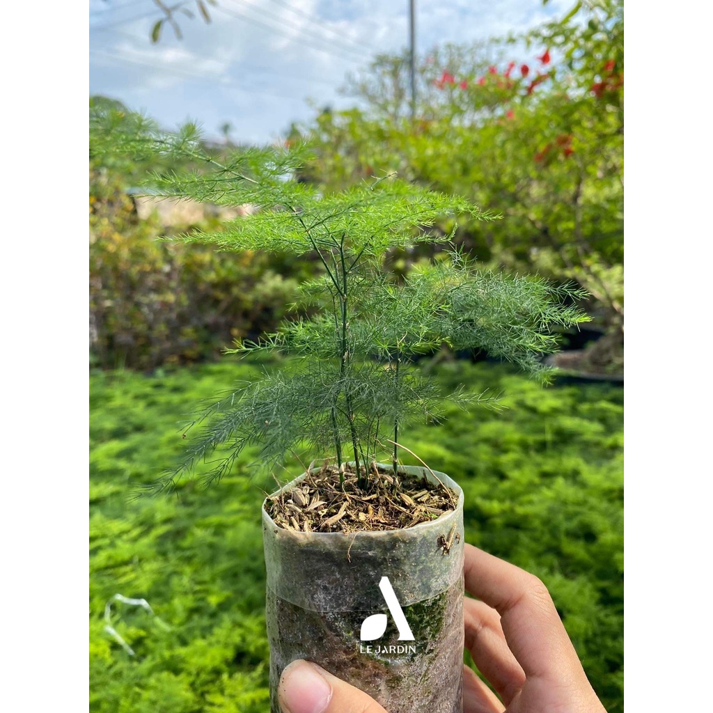 Kim Thủy Tùng Mini - phù hợp setup tiểu cảnh, bán cạn, terrarium, rừng ...