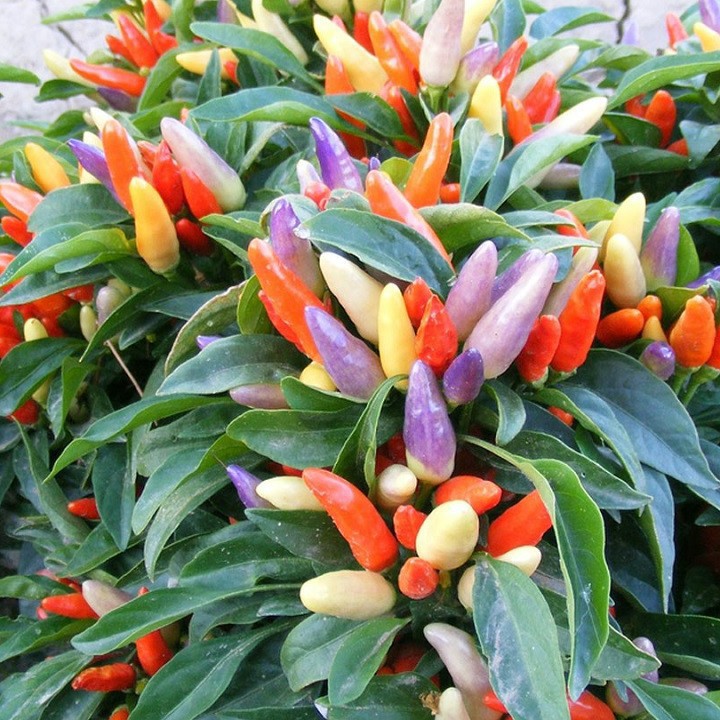 Hạt giống ớt ngũ sắc