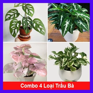 Combo 4 cây trầu bà ( cây trầu bà lỗ + trầu bà nhung + trầu bà hồng + trầu bà sữa )