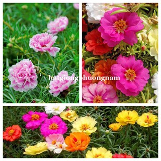 0,5 Gram - Hạt Giống Hoa Mười Giờ Mỹ Kép Mix Phương Nam