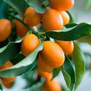 Cây giống quất ngọt đã có hoa và quả .