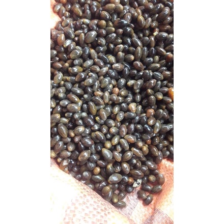 Hạt quế (500g)