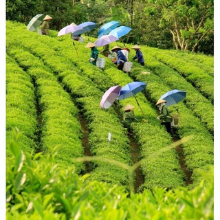 Trà Xanh Đặc Sản Thái Nguyên Chính Hiệu