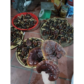 Nấm lim xanh chuẩn rừng tự nhiên
