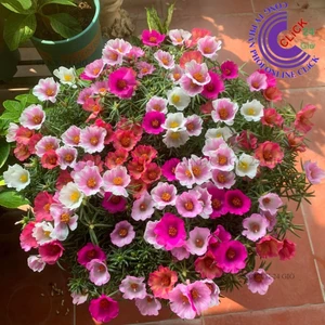 1 Ký Cành Giống Hoa Mười Giờ MỸ ĐƠN ĐỦ 7 MÀU Hoa To cành Tơ Siêu Khỏe MiMa market
