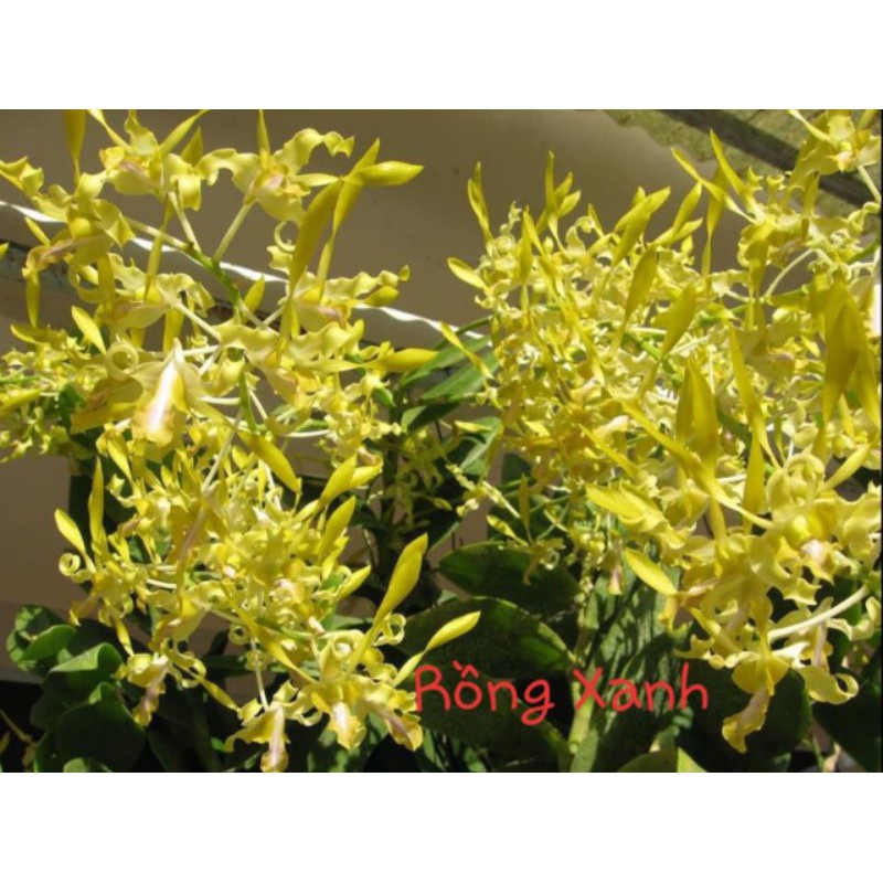 Dendro Nắng Rồng Xanh Cây Đẹp, Siêng Hoa | Shopee Việt Nam