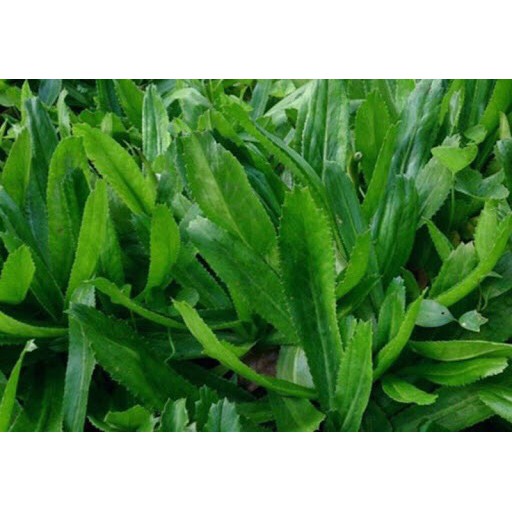 ⚡️HẠT GIỐNG RAU MÙI  TÀU ( NGÒ GAI) CAO SẢN⚡️ SINH TRƯỞNG NHANH KHỎE [ NONG TRAI XANH ]
