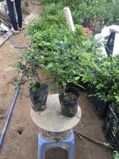 Cây giống nho thân gỗ